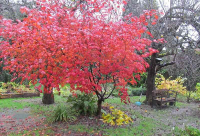 Acer_japonicum_Aconitifolium.jpg