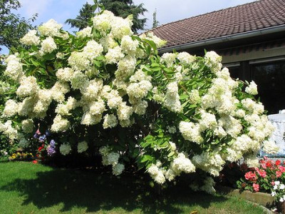 Hydrangea_paniculata_Hortu.jpg