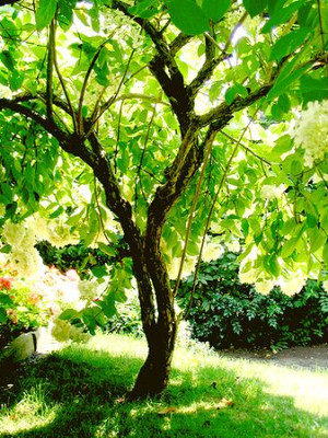 Hydrangea_paniculata_2_Hortu.jpg