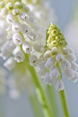 Muscari_Fenster-2015_1.jpg