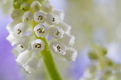 Muscari_Fenster-2015_2.jpg