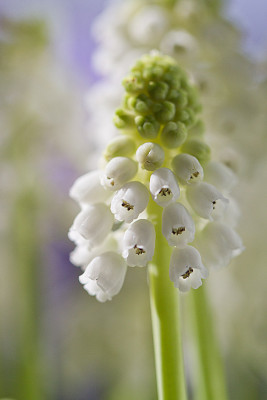 Muscari_Fenster-2015_3.jpg