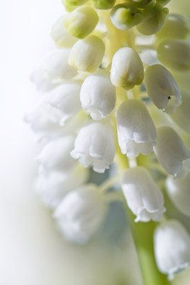 Muscari_Fenster-2015_5_IMG_0828.jpg