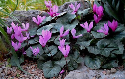 Cyclamen_repandum_var._vividum_JJA368.100_15-04-07.jpg