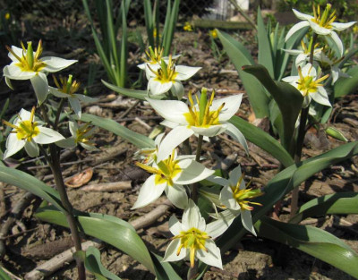 IMG_3874_Tulipa_turkestanica_9April_2015_.jpg