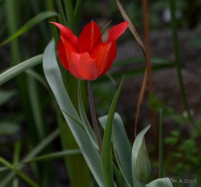 Tulipa_sosnowskyi_15-04-10.jpg