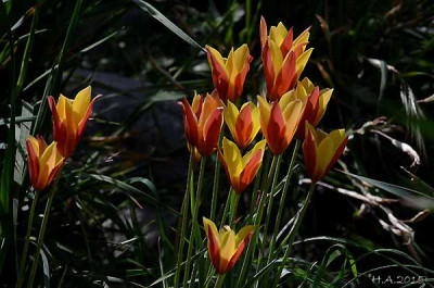 Tulipa_clusiana_var._chrysantha_kl_15-04-11.jpg