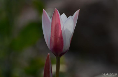 Tulipa_clusiana__15-04-11.jpg