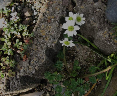 Callianthemum_coriandrifolium___...__16.4.15_007.jpg