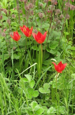 Tulipa_sprengeri2015.jpg