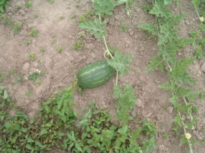 Wassermelone.jpg