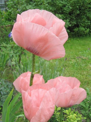 Papaver_pizzicato_150530.jpg