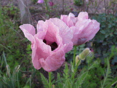 papaver_nicht_perrys_white.jpg