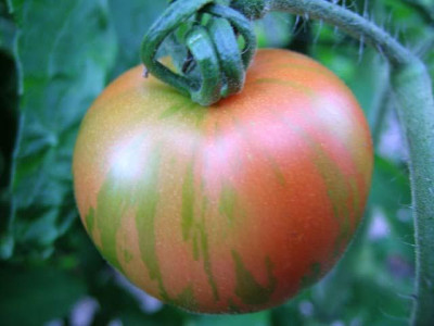 tomaten05-1.jpg