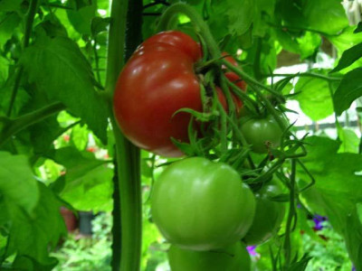 tomaten05-2.jpg