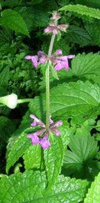 Stachys_affinis_1.jpg