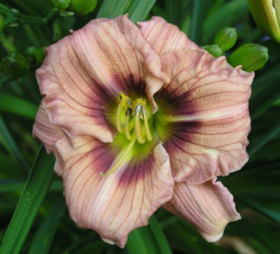 Hemerocallis_Kyrralogn_060705.jpg