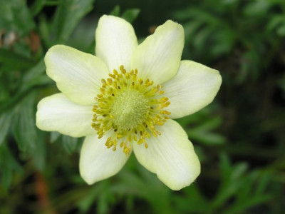 Anemone_palmata_030905.jpg