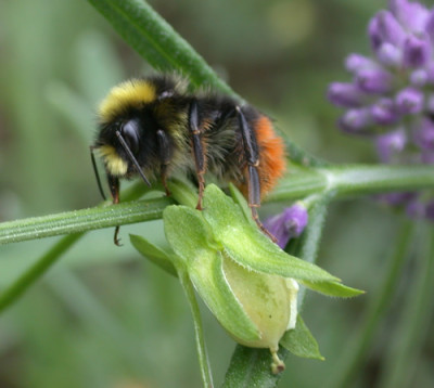 Sterbende_Hummel_8467_94.jpg