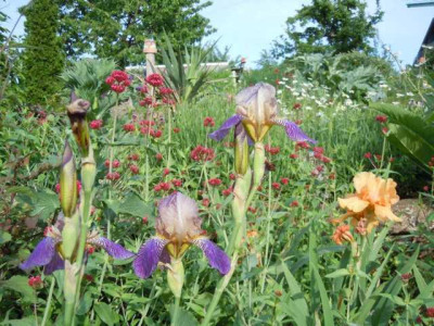 Gartenbilder Anfang Juni, BoGa Bilder 002.jpg