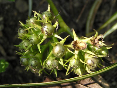 hydrophyllum_noname_samenstand.jpg