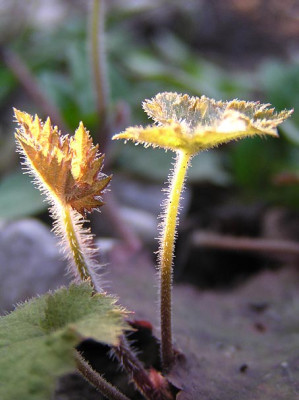 tiarella_blatt_licht.jpg