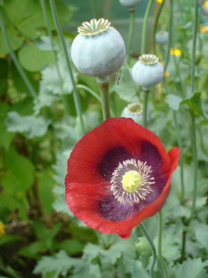 rotermohn.jpg