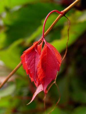 herbstkat1.jpg