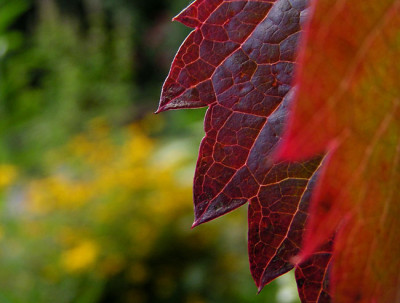 herbstkat2.jpg