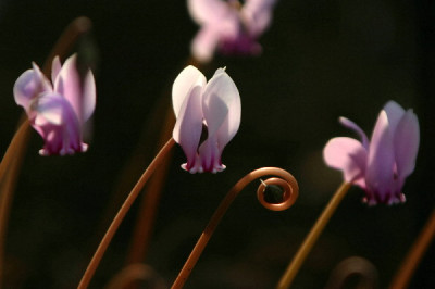 Cyclamen-Sep-1.jpg