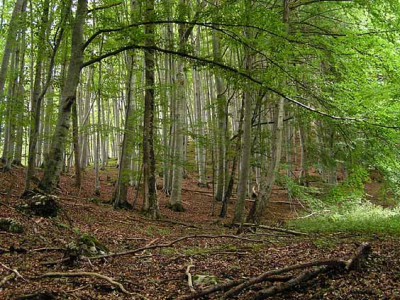 wald2.jpg