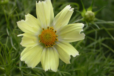 Cosmos_bipinnatus_Yellow.jpg