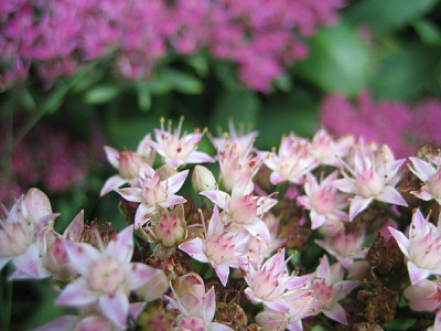 sedum_IMG_1816_f.jpg