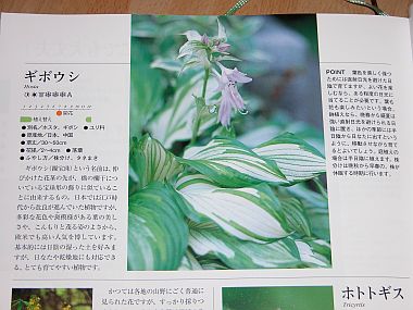 hosta_23.jpg