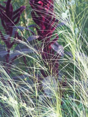 Stipa_0185.jpg