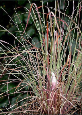 Schizachyrium_scoparium.jpg