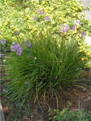 Tulbaghia_violacea_Malta_2005.jpg