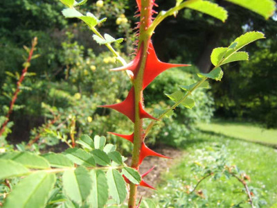 Stacheldrahtrose-2005.06.10-01.jpg