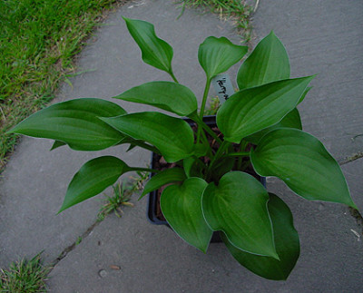 hosta_harry_v_trier.jpg