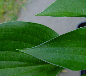 hosta_harry_v_trier_detail.jpg