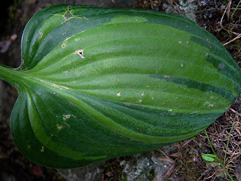 hosta_nina_smiles.jpg