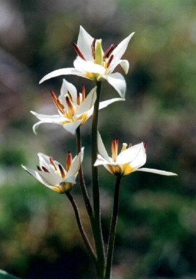 Tulipa_turkestanica_im_Gegenlicht.jpg