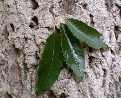 Quercus_variabilis_klein_Kew_10.05.jpg