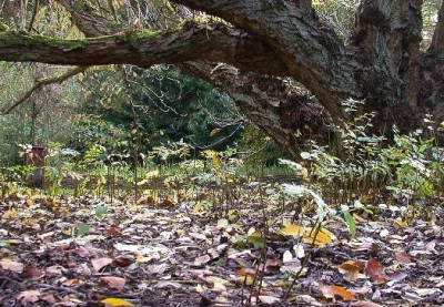 Pterocarya_fraxinifolia_Familienfoto_2_klein_Bockrijk_10.05.jpg