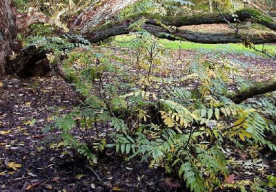 Pterocarya_fraxinifolia_Familienfoto_klein_Bockrijk_10.05.jpg