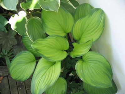 Hosta_Guacamole_September.jpg