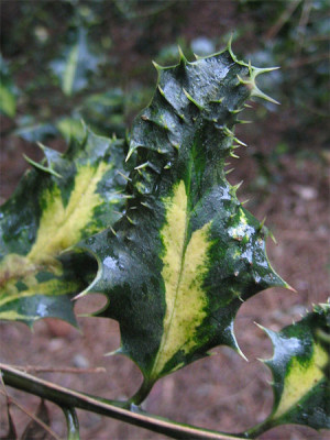 ilex_aq_ferox_aurea.jpg