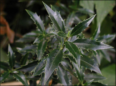 Ilex_aquifolium_Myrtifolia.JPG