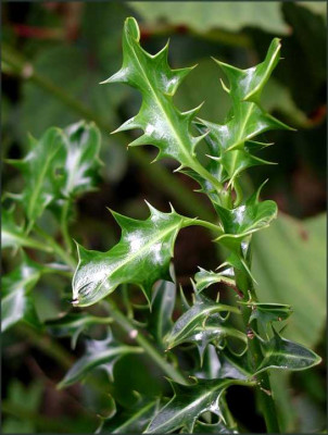 Ilex_aquifolium_Hastata_xA.JPG