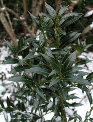 Ilex_aquifolium_Harpune..jpg